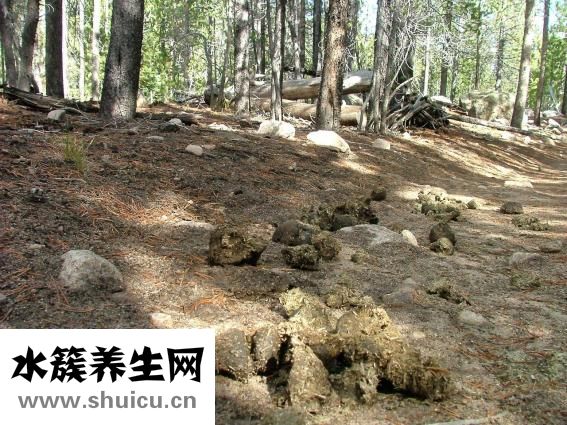 贵宾犬有跳蚤怎么办
