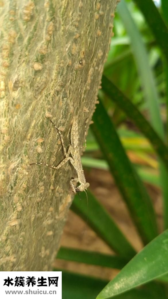 冬天怎么养螳螂