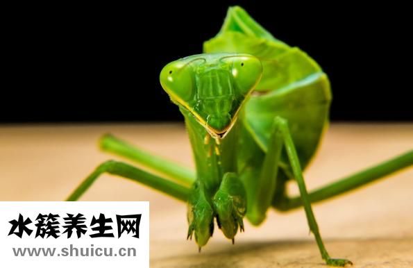 冬天怎么养螳螂