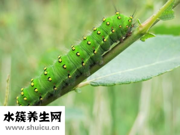 丝袜怎么洗