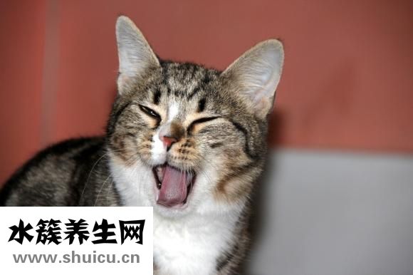 主子怎么意思