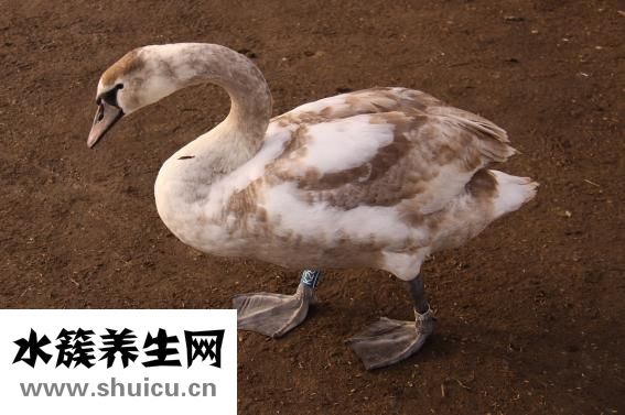 伤疤红色怎么淡化