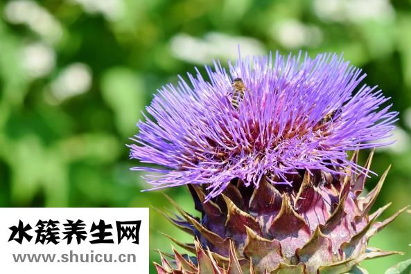 三华李怎么弄好吃