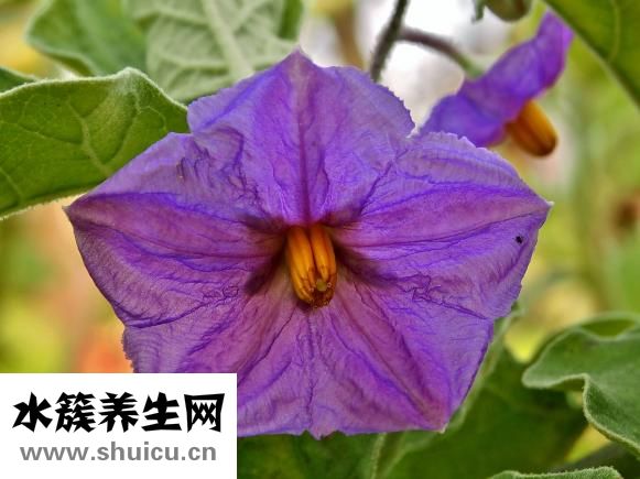 五桠果怎么吃