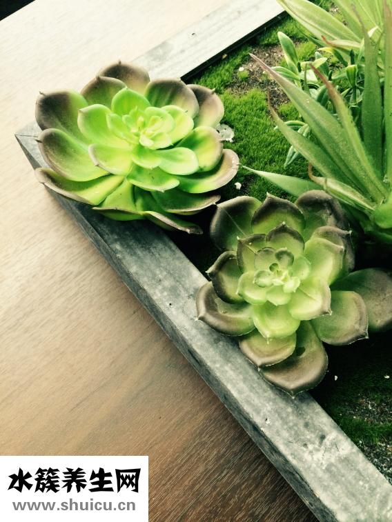 包子面怎么发更松软