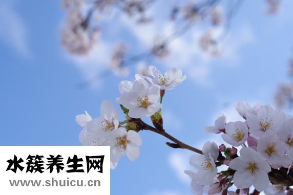 兰梅怎么吃