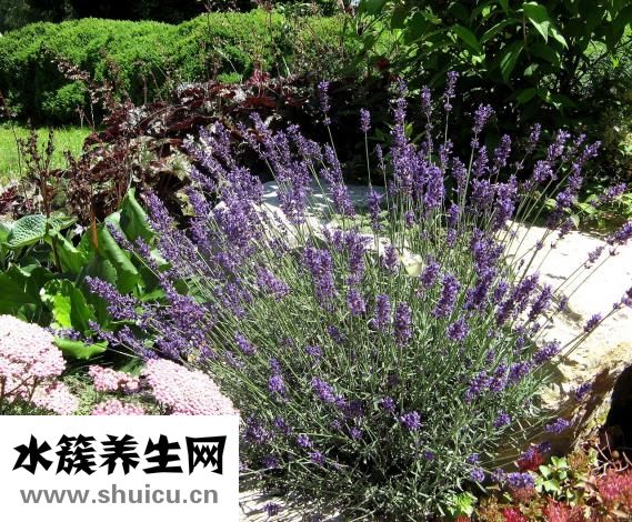 兰梅怎么吃