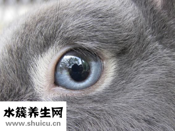 兔子水壶怎么做