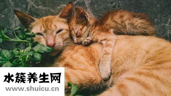 产妇嘴唇起皮怎么办