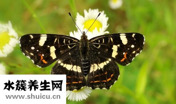 小儿脊柱侧弯怎么办