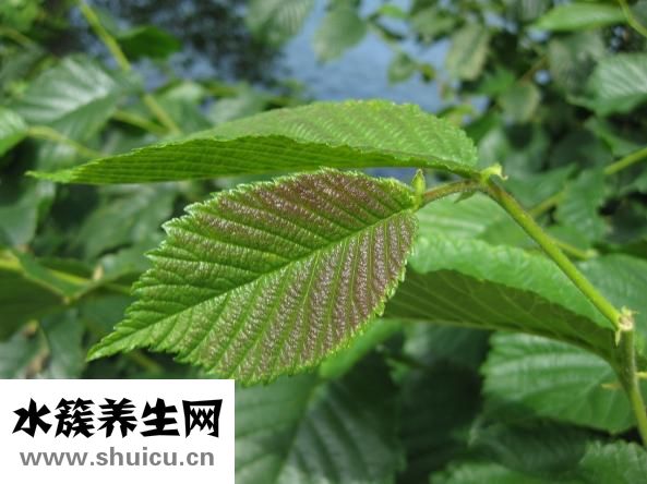 十字绣双色怎么绣
