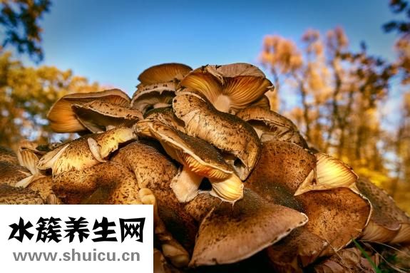晒干的蘑菇怎么吃