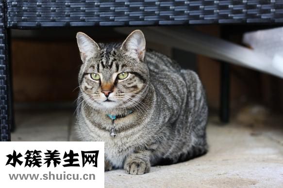受不鸟怎么办