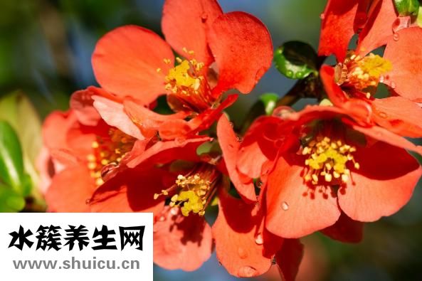 天官书怎么学