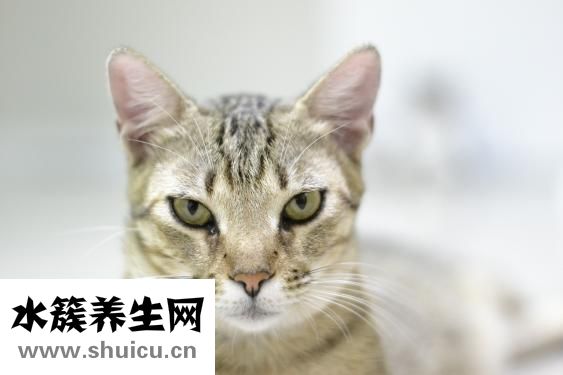 养猫过敏怎么办