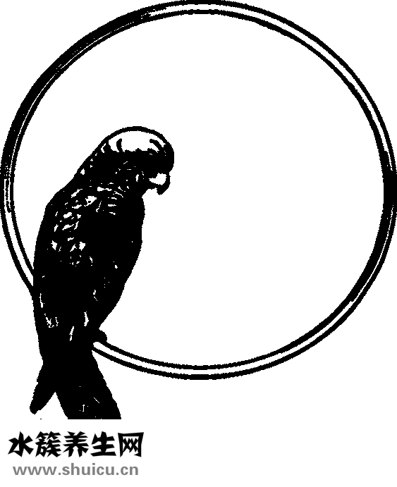 优莎娜保健品怎么吃