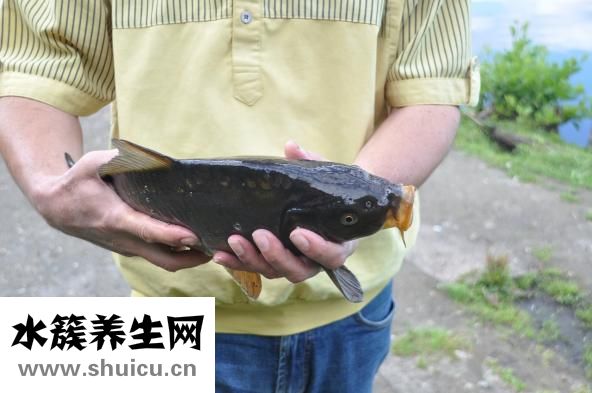 做鱼汤怎么做