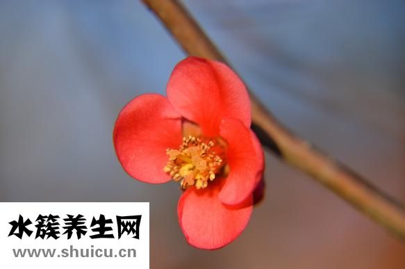 天官书怎么学