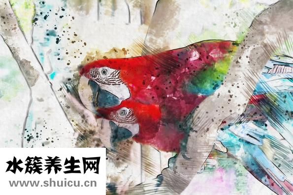 优莎娜保健品怎么吃