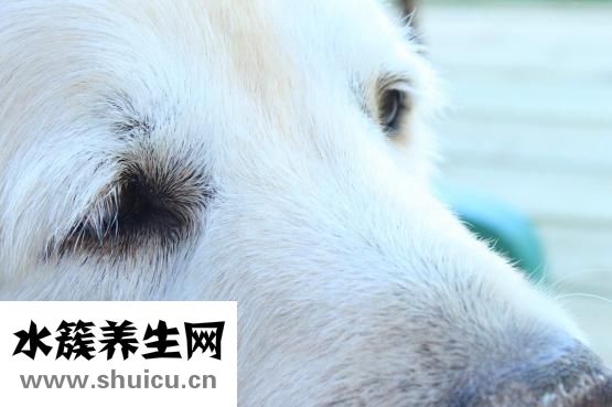假睫毛胶水怎么涂