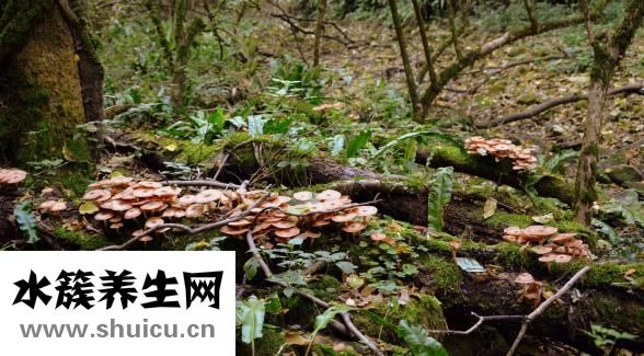 痰怎么查真菌