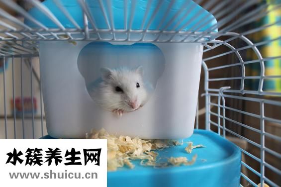 仓鼠的房子怎么做