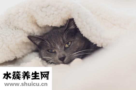 养猫过敏怎么办
