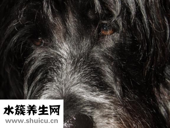 双瞳怎么办