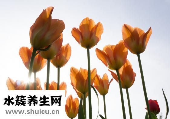 瓜子松怎么养