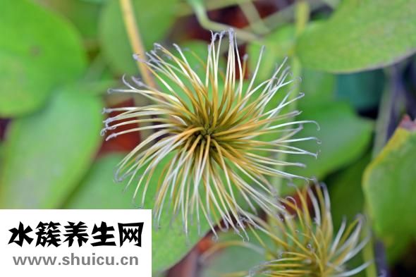 公鸡汤下奶怎么做