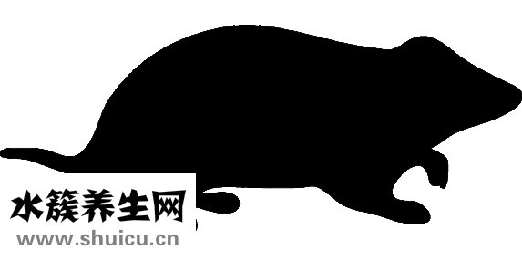 三线仓鼠怎么训练