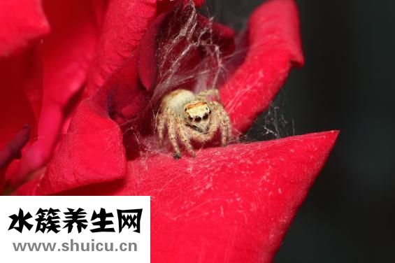 做梦多怎么办
