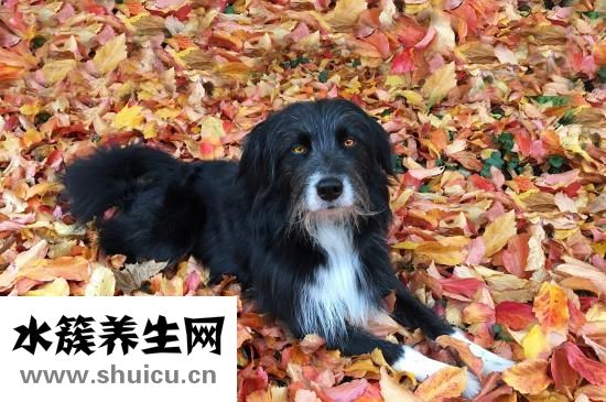 双瞳怎么办