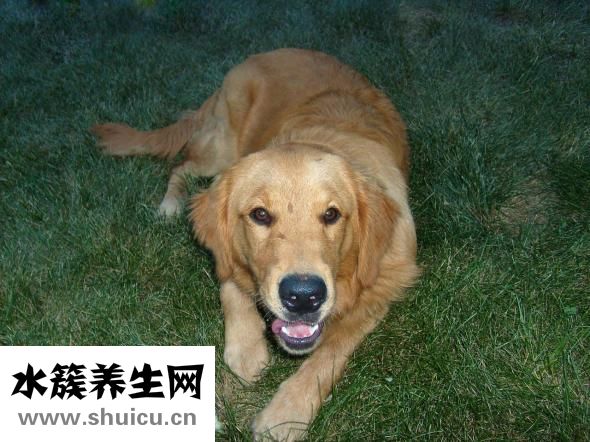 小金毛打虫药怎么吃