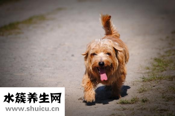 养猫过敏怎么办