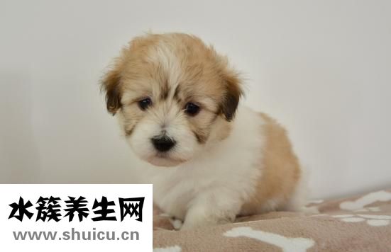 小狗脏了怎么办