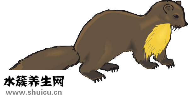 人怎么弄尾巴