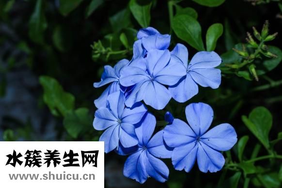天官书怎么学