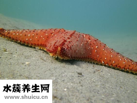 吃海星中毒怎么办