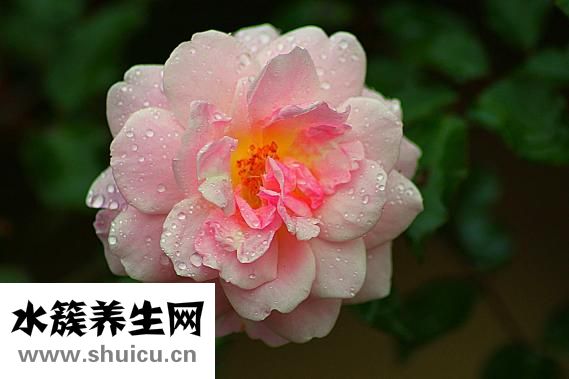 公鸡汤下奶怎么做