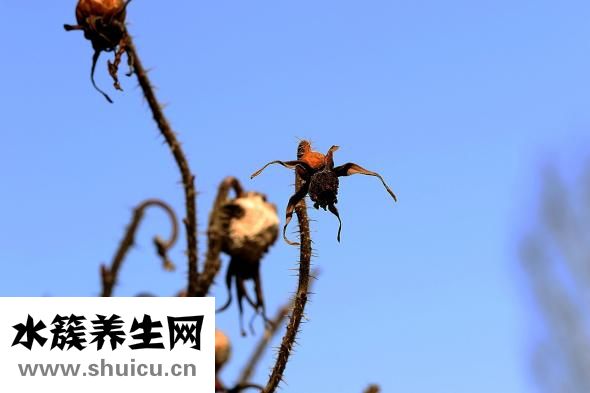 小蝎子蜕皮怎么投食