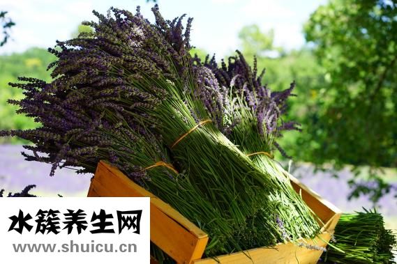 半夜没蚊香怎么驱蚊