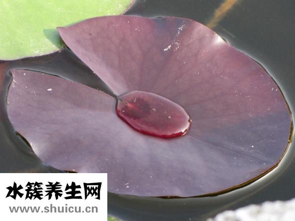 做梦多怎么办