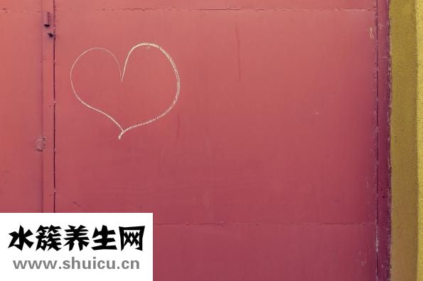 蔷薇花怎么插枝