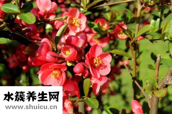 产妇乳房炎怎么办