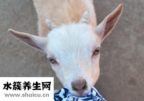 瓜子松怎么养
