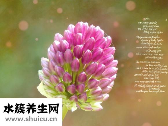 产妇气血不足怎么补