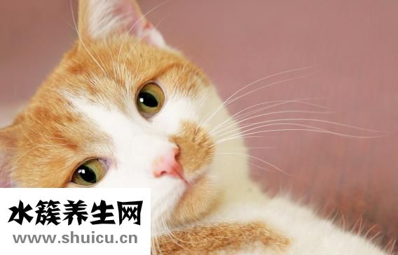 受不鸟怎么办