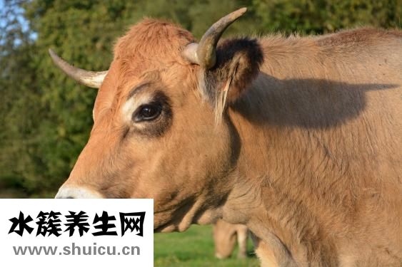原牛牛仔裤怎么养