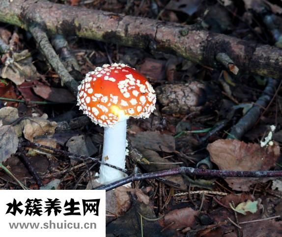 体虚肝火旺怎么调理